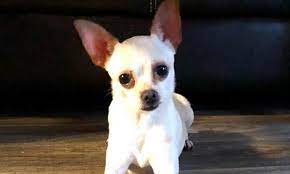 Pet rescue by judy website at rescuegroups. These Orlando Based Pups Are Up For Adoption And In Need Of A Good Home