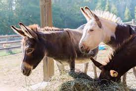 We did not find results for: Sammamish Animal Sanctuary Home Facebook