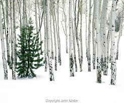 We are denver's biggest fans of aspen trees. Colorado Lone Pine Kns45 N1e John Kieffer And Outside Imagery Llc Aspen Trees Pine Forest Aspen