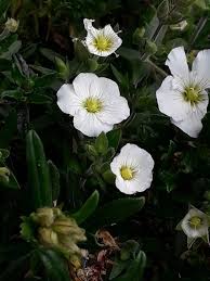 Image result for Ochna arenaria