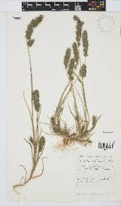 Image result for Schmidtia kalahariensis