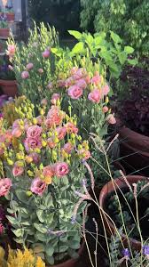 Image result for eustoma lisianthus in garden