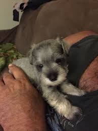 New users enjoy 60% off. Pretty Boy One Of 5 Week Old Mini Schnauzer Puppies Mini Schnauzer Puppies Schnauzer Puppy Schnauzer Dogs