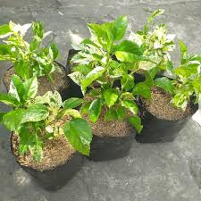 This seed sprouted on 7/22. Variegated Gumamela Snow Queen White Variegation Leaves Variegated Hibiscus Seedling Bag No Pot Furniture Home Living Gardening Plants Seeds On Carousell