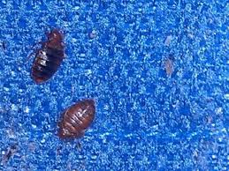 I asked the detail shop where i purchased it in chicago and was told exactly this …safe to use pam. How To Identify Bedbugs And Distinguish Them From Other Pests Dengarden