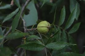 Image result for Light Chestnut 1990 US Government