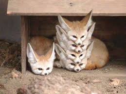 Cute Fenek Foxes Cute Animals Cute Baby Animals Funny Animals