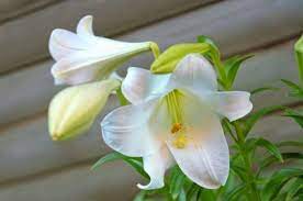These plants should be kept out of your home. Lilies The Flower That Is Very Toxic To Cats Vetwest Animal Hospitals