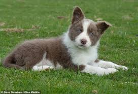 Untrained Nine Week Old Sheepdog Lassie Becomes World S Most Expensive Puppy After Selling For 7 6k Daily Mail Online