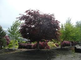 Check spelling or type a new query. Laceleaf Japanese Maple Trees Available In Washington State