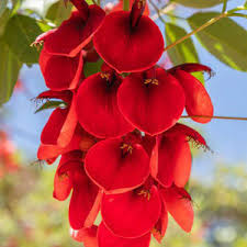 Image result for Erythrina × coddii