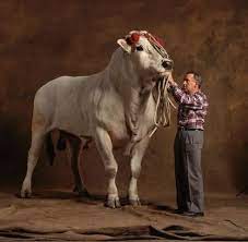 Now $107 (was $̶1̶3̶2̶) on tripadvisor: Chianina Cattle Oxen Google Search Animals Cattle Chianina Cattle
