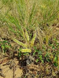 Image result for Pygmaeothamnus zeyheri