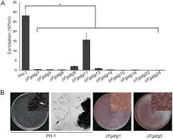 Defects Of The Atg Mutants In Asexual Sexual Sporulation A