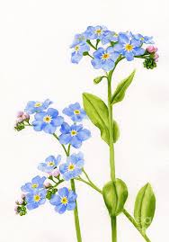 Dibujo rosa rosa vintage descargar vectores gratis. Choose Your Favorite Forget Me Not Paintings From Millions Of Available Designs All Forget Me Not Paintings Blumen Zeichnung Blumenzeichnungen Blumen Aquarell