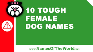 Bible names for male dogs and cats. 10 Tough Female Dogs Names The Best Pet Names Www Namesoftheworld Net Names Of The World