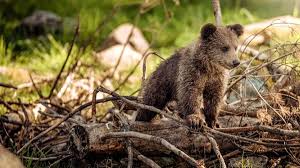 Xxx video kaur preet jenny is fresh to this field but