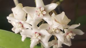 Looking for آخرین مدل آیفون. Australis Ssp Tenuipes Lisas Hoyawelts Webseite