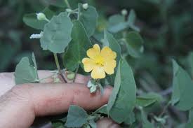 Image result for Abutilon angulatum