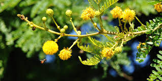 Image result for Acacia karroo