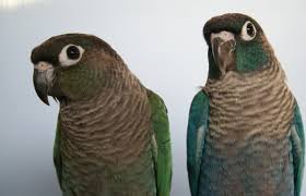 New Violet Mutation In The Green-Cheeked Conure