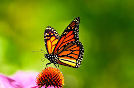 Paint the body of the butterfly with mars black and outline the wings. My Story About Monarch Butterflies Please Help Save Them My Painted Door