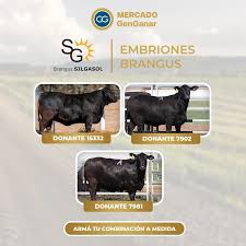 Mercado GenGanar‎‏ (@‏‎gen.ganar‎‏) • صور ومقاطع فيديو على Instagram