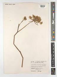 Image result for Diplolophium africanum