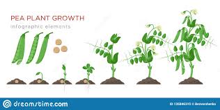 Pea Growth And Development Stages Gbpusdchart Com