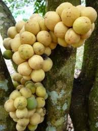 Image result for Harrisonia