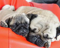 Thor Pug On Instagram Pug Friends 4 Ever Pug Pugsofinstagram Pugslife Pugsdaily Puggy Puglove Pugoftheday Pugworld B Pugs Pug Puppies Cute Pugs