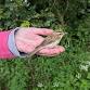 Bird Ringing Demonstration