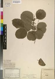 Image result for Trimeria