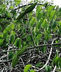 Image result for Craibia grandiflora