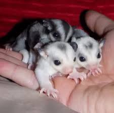 Yorkshire Sugar Gliders