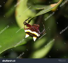 Image result for Poecilostachys