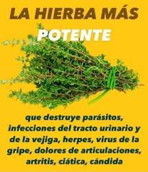 Mood:Lo Sabias 🤔 EL TOMILLO El tomillo es una hierba muy conocida por su  uso en la cocina, pero también tiene muchas vitaminas y minerales como  calcio, hierro y potasio. por si