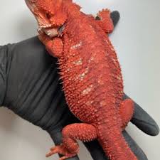 Metabolic Bone Disease (Mbd) In Reptiles | Petmd
