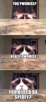 Funny Cat Memes Google Search Catmemes Cutepictures Funny Cat Pictures Funny Dog Pictures Cute Funny Animals