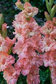 Gladiolus Hybrida Sweet Frizzle Gladiolus Flowers Plants