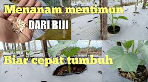 Maybe you would like to learn more about one of these? Tips Tani Cara Menanam Mentimun Dari Biji Biar Cepat Tumbuh Cara Sendiri Mudah Di Tahun 2020 Nan Indah Jazz Indonesia