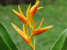 650 x 730 jpeg 88 кб. Costa Rica Flowers Eileeninmd S Blog