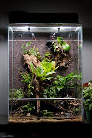 Pin On Viviariums Paludariums Etc