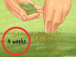 We did not find results for: How To Apply Weed And Feed 11 Steps With Pictures Wikihow