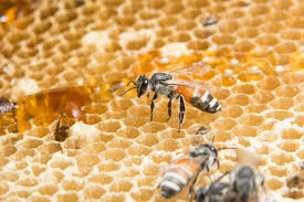 mel e abelha na colméia 1224293 Foto de stock no Vecteezy