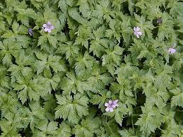 Image result for Geranium vagans