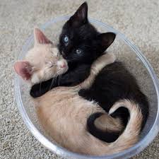 Orange Cats Or Black Cats New Kitty Merch Link In Bio Follow Omgsocutecats Message Me For A Cute Cats Hug Your Cat Day Cute Animals