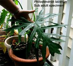 Image result for Philodendron lacerum