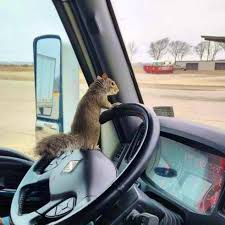 Image result for Brown Squirrel 2014 Peugeot