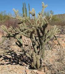 One of our more common cacti, this species grows in clumps of erect cylindrical stems. Cylindropuntia Acanthocarpa Wikipedia